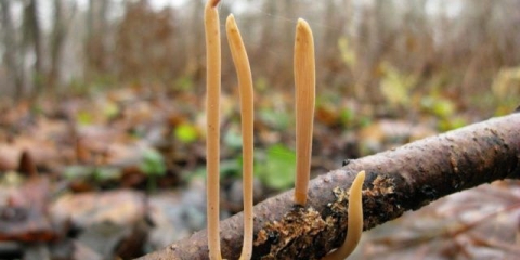 Rogata fistula: opis i fotografija, da li je moguće jesti
